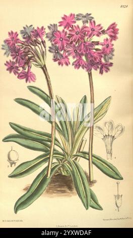 Curtis's Botanical Magazine, Londres, New York, botanique, périodiques, œuvres picturales, Matilda Smith, Bulgarie, Primula deorum, Cowslip de Dieu, Curtis, fleurs, David Prain, les femmes en science, Matilda Smith, une illustration botanique mettant en vedette un groupe de fleurs roses et violettes vibrantes au sommet de tiges vertes allongées. Les fleurs sont disposées en grappes ressemblant à des parapluies, présentant des formes de pétales complexes et des détails délicats. De larges feuilles luxuriantes émergent de la base, offrant une riche toile de fond aux fleurs. À côté de l'illustration principale, de plus petits croquis représentent divers aspects de l'anato de la fleur Banque D'Images