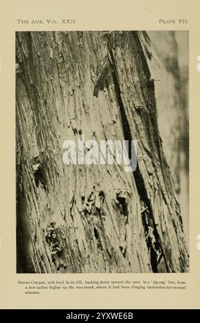 Le, Auk, Washington, D. C, américain, Ornithologists', Union, 1884, oiseaux, périodiques, Une vue rapprochée d'un tronc d'arbre texturé, mettant en valeur son écorce accidentée et ses crevasses naturelles. L'accent est mis sur les motifs complexes et les lignes formées par l'âge et les intempéries. Une petite crampon brune, un type d'oiseau, peut être vue manoeuvrer le long du tronc en zigzag, se mélangeant avec l'environnement environnant. La scène capture un moment de la nature, mettant en évidence la relation entre la faune et son habitat. L'arrière-plan présente un minimum de distractions, permettant au spectateur d'apprécier les détails de Banque D'Images