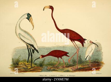 Ornithologie américaine, ou histoire naturelle des oiseaux des États-Unis, Petter & Galpin [187-]. Oiseaux, États-Unis, Mycteria americana, cigogne des bois, Phoenicopterus ruber, American Flamingo, Eudocimus ruber, Eudocimus albus, Scarlet Ibis, White Ibis, la scène représente un éventail vibrant d'oiseaux situés dans un cadre naturel. Un flamant rouge saisissant se tient élégamment sur une jambe, mettant en valeur son long cou et sa visière distinctive. À côté de lui, un héron rougeâtre présente sa posture gracieuse, tandis qu'un oiseau blanc avec une couronne noire audacieuse et de longues pattes se tient bien en évidence au premier plan. Dans le BA Banque D'Images