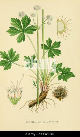 Billeder af Nordens Flora, København, G.E.C. Gad, 1901-1903 [i.e. 1907], œuvres picturales, plantes, Scandinavie., l'illustration présente la plante Sanicula europaea, communément appelée Snakeroot noir. La figure centrale présente les feuilles vertes distinctives de la plante, qui sont larges et palmées, rayonnant à partir d'une tige centrale. À côté de la plante, trois croquis détaillés mettent en évidence divers aspects : l'un représente la structure florale avec son délicat amas blanc de fleurs au sommet, un autre illustre les graines ou fruits immatures, et le troisième donne une vue du système racinaire. Ce botan Banque D'Images