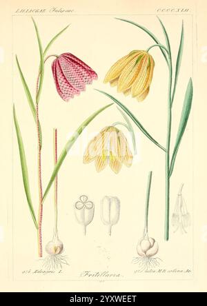 Icones florae Germanicae et Helveticae, simul Pedemontanae, Tirolensis, Istriacae, Dalmaticae, Austriacae, Hungaricae, Transylvanicae, Moravicae, Borussicae, Holsaticae, Belgicae, Hollandicae, ergo Mediae Europae. Lipsiae, F. Hofmeister 1834-1912. [v. 1, 1850], Europe, œuvres picturales, plantes., une illustration mettant en vedette deux types de fleurs de Fritillaria, mettant en valeur leurs caractéristiques distinctes. Sur la gauche, une Fritillaria meleagris, communément appelée fritillaire à tête de serpent, présente des pétales à damiers uniques dans des tons violets et blancs. La tige de la fleur est mince, soutenant le délicat Banque D'Images