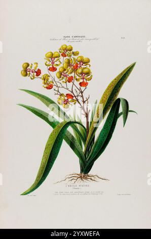 Flore d'Amérique, Paris, Gihaut 1843-1846, America, oeuvres picturales, plants, une représentation illustrative d'une variété d'orchidées, mettant en vedette un groupe de délicates fleurs jaunes et rouges qui fleurissent sur de longues tiges vertes minces. Les feuilles vertes luxuriantes présentent des taches distinctives, ajoutant texture et profondeur à la composition. Sous les fleurs, le système racinaire est subtilement illustré, ancrant la plante dans son habitat naturel. L'illustration est accompagnée d'un texte botanique, fournissant un contexte supplémentaire sur l'espèce, soulignant la beauté complexe et la complexité de l'orchidée. Banque D'Images