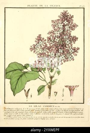 Herbier de la France, Paris, chez l'auteur, Didot, Debure, Belin, 1780-93. France, champignons, plantes médicinales, œuvres picturales, plantes, plantes toxiques, Une illustration botanique mettant en valeur **Syringa vulgaris**, communément appelé le lilas commun. Le dessin présente des grappes de fleurs de lilas délicates et parfumées dans des tons violets et blancs, mettant en valeur leurs formes complexes de pétales. Accompagnant les fleurs sont des représentations détaillées des feuilles et un gros plan de la structure de la fleur, étiqueté pour référence scientifique. L'illustration est ornée du titre ''plante de la France', indicati Banque D'Images