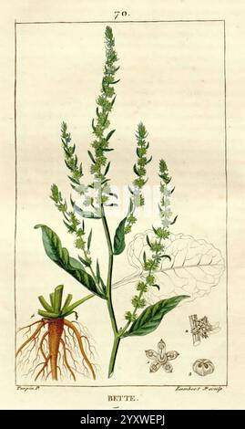 Flore médicale, Paris, imprimerie de C.L.F. Panckoucke, 1828-1832, 1833, botanique, botanique, médical, cuivre, gravure, France, graphique, médias, main, coloré, herbals, materia medica, légumes, œuvres picturales, plantes, Une illustration botanique représentant la plante connue sous le nom de ''Bette''. La représentation détaillée met en valeur les tiges vertes feuillues qui s'élèvent verticalement, ornées de petites fleurs délicates regroupées au sommet. L'illustration comprend une vue détaillée du système racinaire, illustrant la fondation de la plante, qui est vitale pour sa croissance. À côté de la représentation principale, il y en a plus petits Banque D'Images