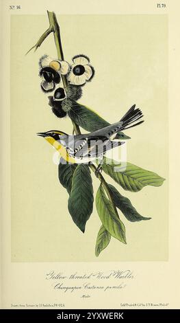 Les, oiseaux, de, Amérique, New York, G. R, Lockwood, 1871, c1839, oiseaux, North, America, pictural, Works, Une représentation magnifiquement illustrée d'une parulle à gorge jaune perchée sur une branche ornée de larges feuilles vertes. L'oiseau présente des caractéristiques frappantes, y compris une gorge jaune distinctive et un plumage à motifs, mettant en valeur un mélange de gris, de noir et de notes de jaune. À côté de la paruline, la branche est illustrée de gousses de graines rondes et foncées, ajoutant une touche de détails naturels à la composition. La présentation générale met en évidence la beauté de l'oiseau et de son feuillage, en mettant l'accent sur le Banque D'Images