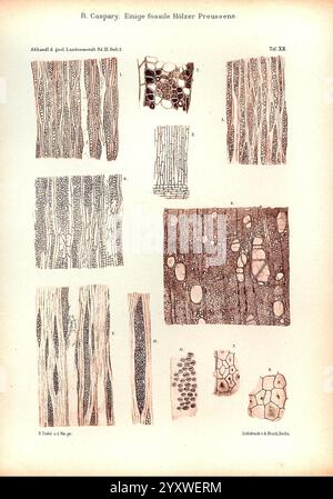 Abhandlungen zur geologischen Specialkarte von Preussen und den Thüringischen Staaten, Berlin, Neumann'schen Kartenhandlung, 1872, géologie, Allemagne, périodiques, Prusse, Thuringe, microscopie, cette illustration présente une collection de diagrammes détaillés représentant diverses structures en bois fossilisé. Organisé de manière systématique, il comprend plusieurs sections qui mettent en valeur différents types d’anatomie du bois, mettant en évidence leur composition cellulaire et leurs schémas de croissance. Chaque section étiquetée présente des caractéristiques distinctes, telles que la disposition des vaisseaux et des fibres, mettant en valeur la diversité trouvée dans Banque D'Images