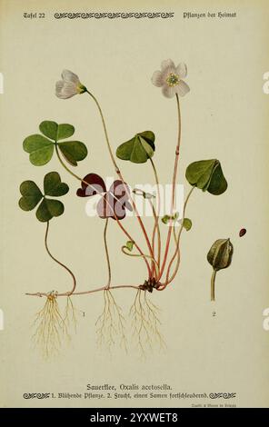 Pflanzen der Heimat Leipzig, quelle und Meyer, 1913, Allemagne, œuvres picturales, plants, The New York Botanical Garden, Oxalis acetosella, Une illustration botanique mettant en valeur la plante ressemblant au trèfle connue sous le nom d'Oxalis acetosella, communément appelée l'oseille de bois. Les détails soigneusement rendus soulignent les délicates fleurs blanches avec une pointe de violet au centre, aux côtés de feuilles vertes en forme de cœur qui poussent en grappes. Les racines s’étendent à partir de la base, soulignant la connexion de la plante au sol. En outre, l'illustration comprend une graine étiquetée, fournissant un aperçu de la reproduction de la plante Banque D'Images