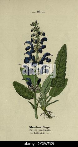 Fleurs de chemin et de bois Londres F Warne 1895 Grande-Bretagne fleurs sauvages identification Botany Salvia pratensis, Une illustration botanique détaillée de la sauge des prairies, scientifiquement connue sous le nom de Salvia pratensis. L'image met en valeur la pointe haute et mince de la plante ornée de fleurs bleues vives, chacune présentant une forme distinctive. Sous les fleurs, de larges feuilles vertes s'étendent à partir de la base, avec une surface texturée et des veines proéminentes. L'illustration est étiquetée avec le nom commun et la classification scientifique, mettant l'accent sur la classification de la plante dans la famille des Lamiaceae. Banque D'Images