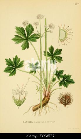 Billeder af nordens flora v.1 København G.E.C. Gad's Forlag 1917-1927. finlande œuvres picturales plantes scandinavia thenewyorkbotanicalgarden saniculaeuropaea sanikel, l'illustration présente la représentation botanique de Sanicula Europaea, communément appelée Snakeroot noir européen. La plante se caractérise par ses feuilles proéminentes et palmées qui rayonnent à partir d'une tige centrale. En plus de la plante principale, des représentations détaillées de ses composants comprennent des annotations numérotées indiquant diverses parties : 1 montre la structure de la floraison, 2 met en évidence les fleurs, 3 représente le système racinaire et 4 il Banque D'Images