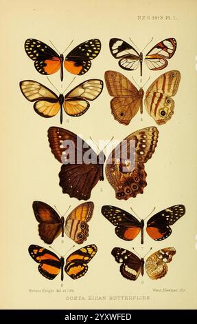 Actes de la Zoological Society of London London Academic Press 1833-1965. Dierkunde périodiques Zoologie insectes papillons, Une collection de papillons magnifiquement illustrés du Costa Rica, présentant une variété d'espèces. L'affichage est organisé sous forme de grille, avec huit papillons distincts. Chaque spécimen présente des motifs et des colorations uniques sur ses ailes, soulignant la diversité de cet écosystème dynamique. Les papillons vont de formes géométriques complexes à des combinaisons de couleurs vives, avec des teintes à la fois audacieuses et subtiles. Cette représentation souligne le na Banque D'Images