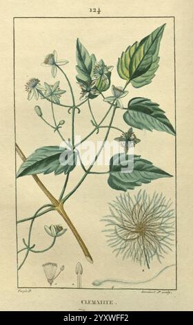 Flore médicale, Paris, imprimerie de C.L.F. Panckoucke, 1828-1832, 1833, botanique, botanique, médical, cuivre, gravure, France, graphique, médias, main, coloré, herbals, materia, medica, végétal, œuvres picturales, plantes, l’illustration met en valeur un arrangement délicat d’une plante à fleurs connue sous le nom de Clematis. Il présente des détails complexes de la tige de la plante, qui est ornée de feuilles vertes luxuriantes et de petites fleurs blanches, chacune avec des étamines proéminentes. Sur le côté, un rendu botanique de la structure des graines de la plante est visible, soulignant sa forme et sa texture uniques. La composition met en évidence Banque D'Images