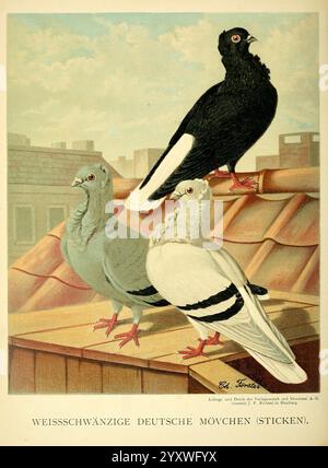 Illustrirtes Mustertauben-Buch, Hamburg, Druck und Verlag von J.F. Richter, [1884-1886], pigeons, anatomie, variation, œuvres picturales, trois pigeons distincts sont représentés, mettant en valeur leurs couleurs et motifs uniques. L'oiseau avant gauche est principalement blanc avec des tons gris subtils, caractérisé par un aspect élégant et une posture douce. À côté de lui, un autre pigeon présente un corps gris vif, élégamment complété par des rayures d'aile plus foncées et une position confiante. Le troisième pigeon, positionné à l'arrière, affiche un plumage noir saisissant qui se démarque parmi ses compagnons plus légers. Ils sont perchoirs Banque D'Images