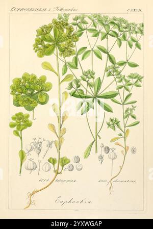 Icones florae Germanicae et Helveticae, simul Pedemontanae, Tirolensis, Istriacae, Dalmaticae, Austriacae, Hungaricae, Transylvanicae, Moravicae, Borussicae, Holsaticae, Belgicae, Hollandicae, ergo Mediae Europae. Lipsiae, F. Hofmeister 1834-1912. [v. 1, 1850], Europe, œuvres picturales, plantes, cette œuvre présente une illustration de l'espèce végétale Euphorbia, mettant en valeur les différentes étapes de sa croissance et ses caractéristiques distinctes. Sur la gauche, une représentation détaillée des parties florales est présentée, mettant en évidence la disposition des feuilles et la forme unique des inflorescences. Vers le Banque D'Images