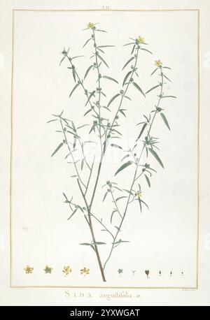 Stirpes novae Parisiis ex typographia Philippi-Dionysii pierres 1784-85 plantes, Une illustration botanique présente une plante délicate aux feuilles minces et allongées et aux petites fleurs jaunes. La tige est verticale et ramifiée, présentant de multiples amas de feuillage sur toute sa longueur. Sous la plante principale, des représentations détaillées des fleurs, y compris leurs formes et tailles, apportent une clarté supplémentaire. Le nom scientifique ''sida angustifolia'' est élégamment inscrit, suggérant sa classification dans les études botaniques. Cette œuvre d'art souligne à la fois la beauté et la complexité de la structure de la plante Banque D'Images