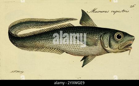 M.E. Blochii Systema Ichthyologiae Iconibus CX Illustratum v.2 Berolini Sumtibus Auctoris Impressum et Bibliopolio Sanderiano Commissum, 1801 poisson ichtyologie poissons Coryphaenoides rupestris Johann Friedrich Hennig Grenadier de roche Macrurus rupestris, cette illustration présente une représentation détaillée du Macrurus rupestris, communément appelé grenadier roughhead. Le poisson est représenté dans un profil latéral, soulignant son corps allongé, sa grande tête distinctive et ses yeux proéminents. Les écailles sont minutieusement représentées, mettant en valeur leur texture et leur brillance. La nageoire de queue est élégante et allongée, t Banque D'Images