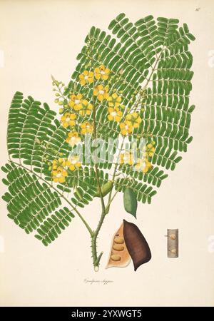 Plantes, côte, Coromandel, Londres, imprimé, W, Bulmer, Co, G, Nicol, libraire, 1795, 1819, 1819, botanique, cuivre, gravure, Coromandel, côte, Angleterre, graphique, médias, colorié à la main, Inde, plantes, fleurs, fruits, Caesalpinia, sappan, taxonomie, famille, Fabaceae, Gango, 苏木, Caesalpinia, sappan, indien, séquoia, sappan, bois, Asie, Chine, Inde, Myanmar, Thaïlande, Malaisie, Cambodge, Laos, Vietnam, Philippines, Sri Lanka, l'illustration représente une branche de la plante fistule de Cassia, communément connue sous le nom d'arbre de douche doré. Caractérisée par son feuillage luxuriant, semblable à une fougère, la branche est ornée d'esprit Banque D'Images