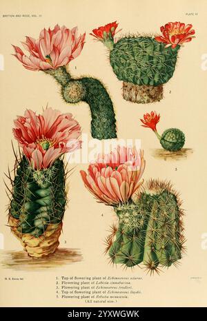 Les Cactaceae, Washington, Carnegie institution of Washington, 1919-1923, cactaceae, classification, œuvres picturales, Mary Emily Eaton, femmes en science, Une illustration botanique mettant en valeur diverses espèces de cactus à fleurs. L'image présente un cactus fleuri proéminent au sommet, orné de fleurs roses vibrantes. Ci-dessous, il y a d'autres exemples, y compris une variété à fleurs plus petite et un cactus avec des épines vertes denses. D'autres plantes sont étiquetées avec des numéros indiquant différentes caractéristiques, telles que les stades de floraison et la structure de la plante. La représentation détaillée met en évidence les deux Banque D'Images