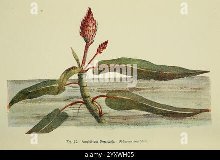 Fleurs du champ Londres, Society for Promoting Christian Knowledge, 1911. Grande-Bretagne, plantes, botanique, fleur, fleurs, amphibie, persicaria, nouilles d'eau, Polygonum amphibium, Persicaria amphibia, L'illustration présente une représentation détaillée d'une plante à fleurs, mettant en valeur des feuilles vertes allongées avec une texture brillante. Émergeant de la plante, un groupe de petits bourgeons délicats, évoquant une floraison imminente, avec une teinte rougeâtre subtile qui contraste magnifiquement avec la végétation luxuriante. Le fond a une texture délavée, suggérant un habitat naturel, tandis que le scientifique n Banque D'Images