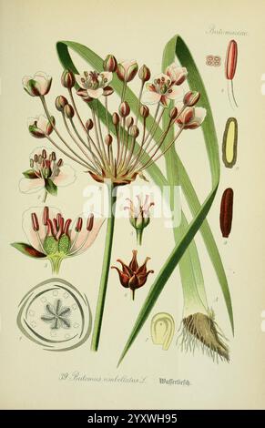 Flora von Deutschland, Österreich und der Schweiz, Gera, Zezschwitz, 1903, plantes, Allemagne, Autriche, Suisse, flores, Butomus umbellatus, L'illustration montre une étude botanique de l'espèce végétale *Butomus umbellatus*, communément appelée ruée à la floraison. Il comprend une représentation détaillée de la structure de la plante, mettant en évidence ses feuilles et son arrangement floral uniques. L'image présente divers composants tels que les pétales de la fleur, les organes reproducteurs et les coupes transversales des parties de la plante, étiquetés pour plus de clarté. Cette représentation scientifique souligne les détails complexes et la beauté Banque D'Images