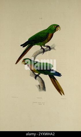 Iconographie des perroquets, Paris, P. Bertrand, 1857. oiseau, oiseaux, perroquet, perroquets, œuvres picturales, œuvres populaires, perruche aztèque, Eupsittula nana, perruche à gorge d'olivier, Eupsittula aste, deux perroquets vibrants sont perchés sur une branche, présentant leurs plumes vertes luxuriantes avec des notes de brun et de bleu. Le perroquet supérieur présente un bec jaune frappant et une queue qui s'étend gracieusement derrière lui, tandis que le perroquet inférieur affiche une coloration similaire avec des marques distinctes qui soulignent ses ailes. La composition souligne l'élégance et la beauté de ces oiseaux dans leur habitat naturel, entoure Banque D'Images
