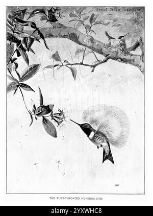 Portraits d'oiseaux, Boston, Ginn & Company, 1901, oiseaux, colibri à gorge rubis, Archilochus colubris, Un colibri à gorge rubis planant gracieusement près d'une fleur délicate, son plumage irisé captant la lumière. Les ailes de l'oiseau sont floues, montrant son mouvement rapide alors qu'il se prépare à siroter du nectar. En arrière-plan, une branche ornée de feuilles encadre la scène, tandis que les détails complexes des plumes du colibri soulignent sa beauté unique. Sous l'illustration, le titre ''LE BOURDONNEMENT-OISEAU À GORGE RUBIS'' ajoute du contexte à ce moment captivant dans la nature. Banque D'Images