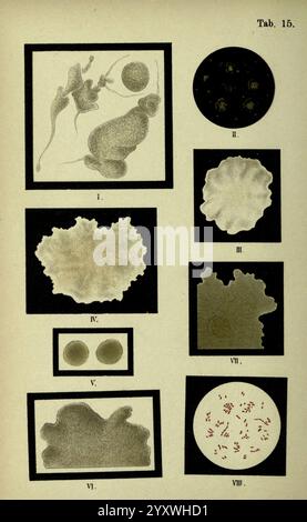 Atlas, et, Essentials, de, bactériologie, New York, William Wood & Co, 1897, bactéries, atlas, bactériologique, Technics, Une série d'illustrations présentant divers organismes et structures microscopiques. La première section présente des formes abstraites ressemblant aux amibes et à d'autres organismes unicellulaires. Adjacent est une représentation circulaire avec de nombreuses petites entités, suggérant une communauté microbienne diversifiée. Les visuels suivants montrent différentes formes et tailles de formations cellulaires, y compris deux sphères proéminentes. La collection se termine par un arrangement compact de formes mouchetées, indicativ Banque D'Images