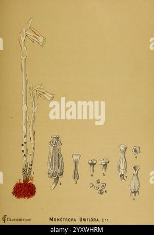 Plantes médicinales américaines New York, Boericke & Tafel, c1887. Botanique, médical, États-Unis, Monotropa uniflora, botanique médicale, L'illustration présente une étude botanique détaillée de Monotropa uniflora, communément appelée plante fantôme ou pipe indienne. Au sommet, une tige haute et mince s'élève, surmontée de fleurs délicates et pâles qui pendent légèrement vers le bas, ressemblant à des fleurs en forme de cloche. Sous les fleurs, une touffe de poils ou de filaments orange à rouge vif ajoute un contraste saisissant, représentant la morphologie unique de la plante. À droite, une série d'illustrations plus petites et numérotées représentent var Banque D'Images