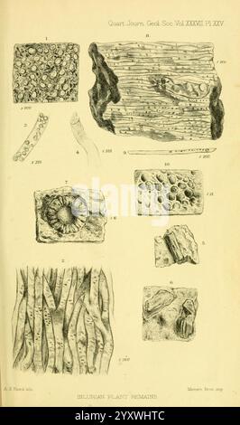 The Quarterly Journal of the Geological Society of London, v. 37 (1881), London, Geology, Periodicals, L'illustration présente diverses représentations détaillées de restes de plantes siluriennes. Il comprend de multiples vues agrandies de structures botaniques, mettant en valeur les textures et les motifs complexes trouvés dans le matériel végétal fossilisé. Les éléments clés sont les suivants Banque D'Images