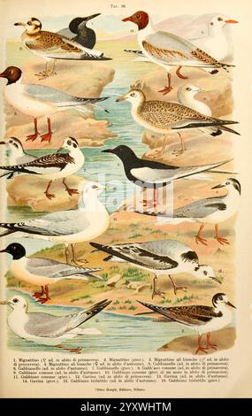 Atlante ornitologico, 1902, oiseaux, Europe, Une collection de diverses espèces d'oiseaux est représentée, mettant en valeur leurs caractéristiques et habitats uniques. L'illustration montre plusieurs oiseaux de rivage, y compris des pieux de sable et des goélands, chacun étiqueté avec des numéros correspondant à leur identification. Les oiseaux sont positionnés dans un cadre naturel près d'un plan d'eau, certains pataugeant et d'autres en vol. Les rendus détaillés mettent en évidence des caractéristiques distinctes telles que les plumages, les becs et les structures des jambes, offrant un aperçu de la diversité de la vie aviaire dans les environnements côtiers. Banque D'Images