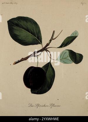Fortsetzung des Allgemeinen teutschen Garten-Magazins, Weimar, Im Verlage des Landes-industrie-comptoirs, 1815-1824, jardinage, Allemagne, horticulture, Periodicals, Une illustration botanique représentant une branche avec une prune sombre et mûre affichée en évidence au bas. La branche est ornée de plusieurs feuilles de différentes formes et tailles, présentant une gamme de teintes vertes. Les détails délicats soulignent la texture des feuilles et la surface brillante de la prune. Sous l'illustration, les mots ''Die Pfirsichen-Pflaume'' sont élégamment inscrits, indiquant le nom botanique du représenté Banque D'Images