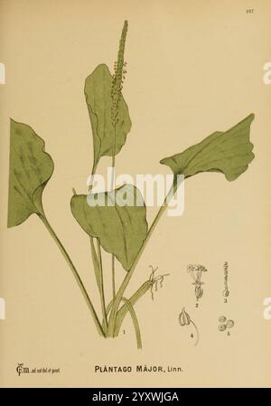 Américain, médicinal, plantes, New York, Boericke, et, Tafel, c1887, botanique, médical, États-Unis, plantago Major botanique médicale, l'œuvre présente une illustration détaillée de Plantago Major, communément connu sous le nom de plantain à feuilles larges. La plante centrale est représentée avec de larges feuilles lisses qui poussent directement à partir de la base, mettant en valeur sa forme caractéristique. Une épine fleurie s'étend vers le haut à partir du feuillage, ornée de petites fleurs étroitement espacées. Banque D'Images