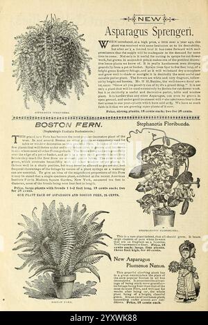 Les meilleures maisons en Amérique plantent mes fleurs, pourquoi pas toi ? Springfield, Ohio, Baines, 1899. Fleurs, graines, catalogues, plantes ornementales, bulbes plantes, catalogues commerciaux, industrie et commerce des semences, histoires de jardin, en fleurs, la page présente diverses illustrations de plantes ornementales, mettant en évidence le ''Sprenger d'asperges'' et la ''fougère de Boston'' ainsi que des descriptions de chaque espèce. Le ''Sprenger d'asperges'' se caractérise par son feuillage luxuriant et plumeux, mis en évidence comme un choix populaire pour la décoration intérieure. Sous sa représentation, des détails sur ses conditions de croissance et ses soins sont provi Banque D'Images