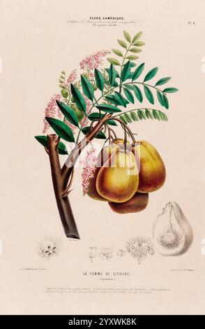 Flore d'Amérique Paris Gihaut 1843-1846 America Pictorial Works plants, une illustration représentant une branche ornée de feuilles vertes et de grappes de délicates fleurs roses. Trois fruits mûrs et brun doré ressemblant à des poires, connus sous le nom de ''la pomme du ciphère'', sont bien visibles. En bas, des détails botaniques supplémentaires comprennent diverses fleurs et une représentation du fruit, soulignant ses caractéristiques uniques. La composition reflète la beauté et la complexité de l'art botanique, soulignant le lien entre la flore et leur environnement naturel. Banque D'Images