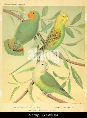 The Illustrated book of Canaries and cage Birds, British and Foreign, Petter, Galpin & Co, [1878?], oiseaux de cage, canaris, Musée de zoologie comparée, oiseaux, ornithologie, trois oiseaux colorés sont mis en évidence sur un fond doucement peint de feuilles et de branches. Le coin supérieur gauche présente l'oiseau d'amour à tête rouge, caractérisé par sa tête rouge éclatante et son corps vert, perché gracieusement. Adjacent à lui sur la droite est la perruche d'herbe, se distinguant par son visage jaune vif, ses joues bleu-vert et sa forme élégante. En bas, le Madagascar Love Bird respire le charme avec son pâle gree Banque D'Images