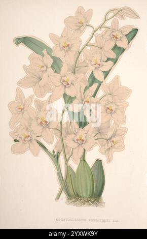 Pescatorea, Bruxelles, M. Hayez, 1860, orchidacées, un groupe de délicates fleurs blanches avec de subtils accents roses et jaunes, élégamment disposées avec des feuilles vertes luxuriantes à leur base. Les fleurs présentent des motifs de pétales complexes, mettant en valeur leurs textures et formes uniques. Ils émergent d'un système racinaire bulbeux, soulignant la beauté naturelle et la vitalité de la plante. Chaque fleur se démarque, contribuant à une composition harmonieuse qui célèbre l’élégance de la nature. Banque D'Images