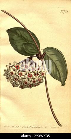 Curtis's Botanical Magazine, Londres, New York, botanique, périodiques, œuvres picturales, Curtis, Asclepias carnosa, taxonomie, famille= Apocynaceae, Hoya carnosa, Sydenham Teast Edwards, Asie de l'est, cette illustration présente un délicat groupe de fleurs en forme d'étoile avec des pétales blancs crémeux et des marques centrales rouges proéminentes, élégamment disposées sur une tige mince. Les feuilles sont larges, vert foncé et brillantes, offrant un contraste saisissant avec les fleurs. Les détails botaniques sont méticuleusement rendus, mettant en valeur la texture complexe des feuilles et la formation unique des fleurs. L'art. Banque D'Images