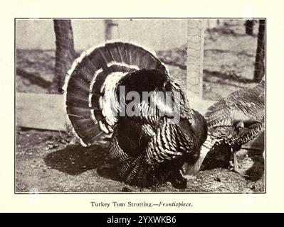 Turquie élevant New York Orange Judd Publishing Company 1922 dindes, Un fier turc tom affiche son plumage impressionnant, mettant en vedette un fan de plumes dans une gamme saisissante de motifs. La dinde se bat avec confiance, soulignant ses plumes de queue vibrantes tout en naviguant dans ses environs. En arrière-plan, un cadre simple et rustique fait allusion à un environnement agricole, ajoutant au charme rustique de cette scène. La posture et le comportement de la dinde suggèrent un moment de cour, soulignant ses traits caractéristiques et la beauté naturelle de ces oiseaux dans leur habitat. Banque D'Images