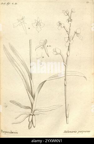 Histoire particulière des plantes orchidées recueillies sur les trois îles australes d'Afrique, de France, de Bourbon et de Madagascar Paris, L'auteur, 1822 Orchidaceae, l'illustration met en valeur les détails botaniques de l'orchidée *Ilabonanaria purpurea*. Il dispose d'une tige haute proéminente ornée de plusieurs fleurs délicates, chacune méticuleusement rendue pour mettre en valeur leurs formes et caractéristiques uniques. En outre, il existe divers croquis étiquetés de parties florales spécifiques, offrant un regard approfondi sur l'anatomie de la plante. Le feuillage est représenté avec des feuilles allongées, mettant en valeur Banque D'Images
