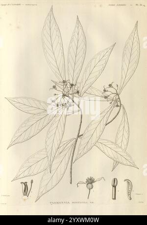 Voyage de la corvette l'Astrolabe, Paris, J. Tastu, 1830-1834., Une illustration botanique mettant en veine la plante Tasmania montisolae, mettant en valeur ses feuilles minutieusement détaillées avec des veines proéminentes. L'œuvre met en évidence plusieurs composants clés de la plante, y compris des illustrations agrandies de ses fleurs et des parties reproductrices, telles que les étamines et les ovaires. La composition souligne la structure délicate des feuilles et la disposition des éléments floraux, fournissant une représentation complète de cette espèce pour l'étude et la référence en botanique. Banque D'Images