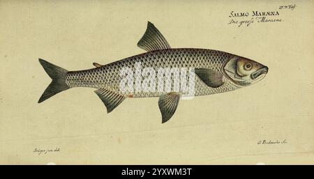 D. Marcus Elieser Bloch's, ausübenden Arztes zu Berlin. Atlas. Berlin, Auf Kosten des Verfassers, und in Commission in der Buchhandlung der Realschule, 1783-1785, poissons, Allemagne, ichtyologie, œuvres picturales, une illustration d'un poisson connu sous le nom de ''Salmo Marremus', mettant en valeur son corps profilé et ses caractéristiques distinctes. Le poisson est représenté avec des écailles proéminentes, un museau pointu et des yeux expressifs. Ses nageoires sont détaillées, affichant la structure délicate qui contribue à son agilité aquatique. Accompagnant l'illustration, il y a une étiquette manuscrite identifiant l'espèce et fournissant co Banque D'Images