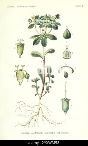 Lehrbuch der Botanik, Leipzig, quelle & Meyer, 1911, botanique, L'illustration représente la plante Sonnen-Wolfsmilch (Euphorbia helioscopia), présentant diverses parties de la plante dans une étude botanique détaillée. La composition comprend une tige haute à partir de laquelle plusieurs feuilles se ramifient. Sur le côté, il y a des figures étiquetées indiquant différents aspects : la structure des fleurs, la disposition des feuilles et les capsules de graines. La plante se caractérise par ses feuilles vertes distinctives et ses formations uniques de fleurs et de graines, fournissant un aperçu de sa morphologie et de ses caractéristiques reproductives. Le l accompagnant Banque D'Images