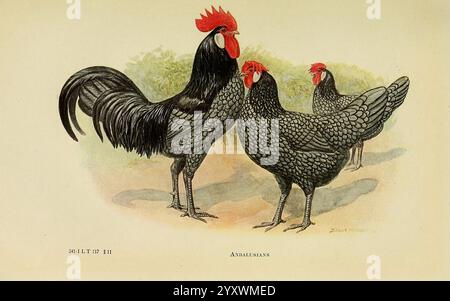 The Book of Poultry New York The Macmillan Company 1921 volaille SWIFT Gallus gallus UMass Amherst bibliothèques, trois poulets noirs et blancs frappants se dressent dans un cadre naturel. Le plus grand coq, avec son peigne rouge proéminent et ses carabines, affiche un plumage impressionnant qui brille dans la lumière, mettant en valeur des motifs de plumes complexes. Deux poules, également ornées de plumes noires brillantes et de plus petits peignes rouges, accompagnent le coq, ajoutant à la scène vibrante. L'arrière-plan présente une végétation douce, soulignant la posture élégante et les caractéristiques distinctives de ces poulets, connus pour leur Banque D'Images