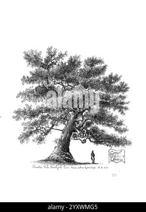 Les, arbres, de, Amérique, Boston, W, Blanc, [1855-58], arbres, États-Unis, un imposant chêne domine la scène, son vaste couvert de feuilles s'étend largement, mettant en valeur des branches complexes qui s'étendent dans diverses directions. À la base de l'arbre, une personne se tient debout, apparaissant petite par rapport à la grandeur du chêne, évoquant un sentiment d'échelle et de révérence. La texture détaillée de l'écorce de l'arbre et du feuillage contraste avec un fond Uni, soulignant l'âge et la majesté de l'arbre. Un signe placé subtilement sur le côté ajoute du contexte, faisant allusion à sa signification ou à son emplacement, avec un non Banque D'Images
