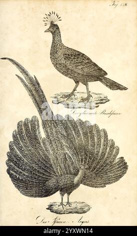 Die Naturgeschichte in getreuen Abbildungen und mit ausführlicher Beschreibung derselben. Leipzig, BEI Eduard Eisenach, 1835, oiseaux, œuvres picturales, L'illustration montre deux oiseaux distincts identifiés comme des variations du paon. La figure supérieure représente un oiseau profilé avec une queue moins ornée, représentant peut-être une espèce moins connue ou une représentation d'une région géographique spécifique. Il présente des plumes finement détaillées et une crête distinctive au sommet de sa tête. La figure inférieure présente le paon plus familier, réputé pour sa superbe queue en forme d'éventail ornée de vibrants Banque D'Images