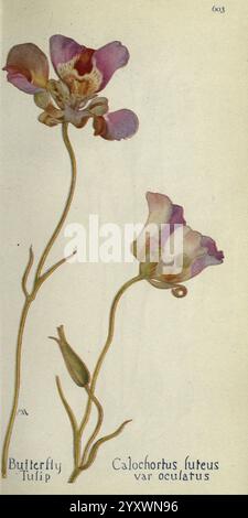 Livre de champs de fleurs sauvages de l'Ouest Londres C. P. Putnam's sons 1915 westus fleurs sauvages feuilles de fleurs Calochortus luteus taxonomie : trinomial= Calochortus luteus taxonomie oculatus : Family= Liliaceae geo : continent= Amérique du Nord États-Unis Tulip mariposa tulipe jaune mariposa lily Margaret Armstrong, Une illustration délicate de la tulipe papillon, identifiée comme Calochortus luteus varus. oculatus. L'œuvre met en valeur deux fleurs élégantes, mettant en valeur leurs teintes violettes et jaunes vibrantes. Les fleurs sont détaillées avec un ombrage complexe, soulignant leurs pétales doux et uniques Banque D'Images