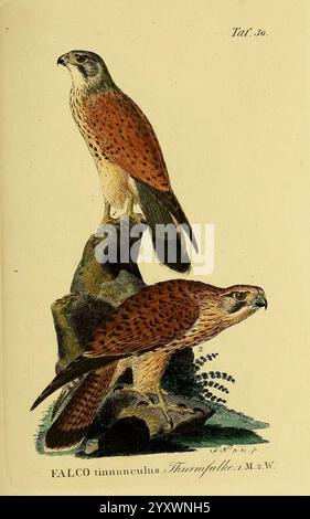 Johann Andreas Naumann's Naturgeschichte der Vögel Deutschlands, nach einigen Erfahrungen entworfen. 13. T. plates Leipzig, G. Fleischer, 1820-1860, oiseaux, Allemagne, œuvres picturales, crécerelle commune, Falco tinnunculus, l'illustration montre deux oiseaux de la famille des faucons, en particulier l'espèce identifiée comme Falco tinnunculus, communément connue sous le nom d'crécerelle eurasienne. L'oiseau supérieur est représenté dans une position fière et droite, mettant en valeur son plumage saisissant avec un mélange de motifs brun rougeâtre et mouchetés. En dessous, un autre Kestrel est rendu dans un schéma de couleurs similaire mais dans un peu diff Banque D'Images