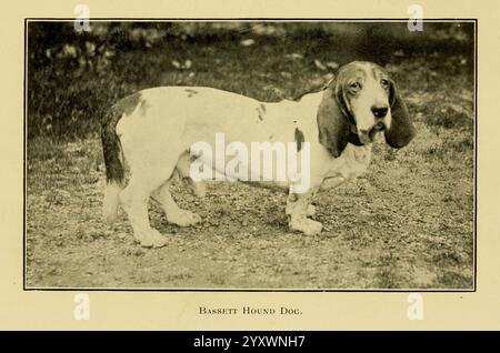 Le chien en santé, accident et maladie, Philadelphie, H. Altemus Company [c1908]. Chien, taxonomie : trinomial = Canis lupus familiaris, Un charmant chien courant de Bassett se tient sur une surface texturée, mettant en valeur ses longues oreilles distinctives et ses yeux tombants. Les pattes courtes et le corps allongé du chien sont caractéristiques de la race, soulignant sa silhouette unique. L'arrière-plan présente un cadre naturel flou qui complète le comportement doux du chien. Une étiquette sous l'image identifie clairement la race, soulignant les traits reconnus et la nature attachante du chien courant de Bassett. Banque D'Images