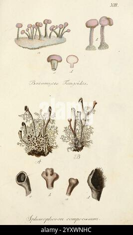 Lichenes americani Norimbergae, J. Sturm, 1811, America, Lichenes, Antilles, jardin botanique de New York, Jakob Sturm, Baeomyces fungoides, Sphaerophoron compressum, lichen, L'illustration présente diverses espèces de champignons. La section supérieure présente des groupes de champignons stylisés, étiquetés avec des lettres, indiquant différentes formes ou vues de la même espèce. La section inférieure présente un genre différent, mettant en évidence des caractéristiques morphologiques distinctes telles que des structures tubulaires et des formes uniques. Chaque spécimen est soigneusement détaillé, démontrant la diversité dans la forme et la texture trouvées avec Banque D'Images