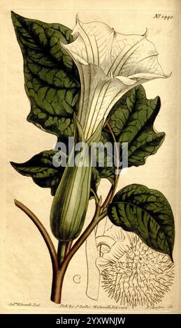 Curtis's Botanical Magazine, Londres, New York, botanique, périodiques, œuvres picturales, Curtis, Datura metel, taxonomie, famille, Solanaceae, Inde, Sydenham Teast Edwards, Une illustration détaillée d'une plante à fleurs avec de grandes feuilles larges et une fleur tubulaire délicate qui s'ouvre vers l'extérieur en forme d'étoile. La fleur présente des veines complexes et une surface lisse et pâle, créant un contraste saisissant avec le feuillage vert foncé luxuriant. À côté de la plante principale, il y a une représentation rapprochée d'une gousse de graines épineuses, mettant en valeur sa surface texturée et sa forme unique. La composition globale emphas Banque D'Images