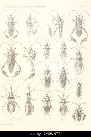 Reise der österreichischen Fregatte Novara Wien Kaiserlich 1861-75.jpg, l'illustration présente une collection de dessins entomologiques détaillés mettant en valeur diverses espèces d'Hemiptères, communément appelés vrais bugs. Chaque spécimen est méticuleusement étiqueté avec un numéro correspondant, mettant en évidence des caractéristiques anatomiques distinctes telles que la forme du corps, la structure des antennes et la configuration des ailes. L'arrangement met l'accent sur les variations de taille et de morphologie entre les différentes espèces, fournissant une référence éducative pour identifier ces insectes. Le travail de ligne complexe capture la complexité de leur Banque D'Images
